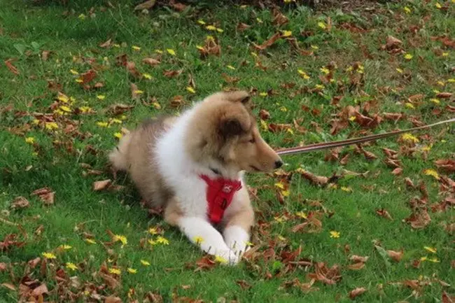 American Shetland Sheepdog Association : 美国设得兰牧羊协会