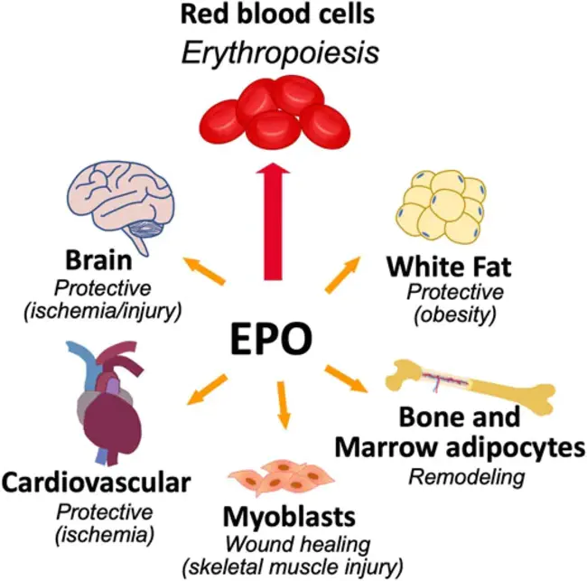 Erythropoietin producing hepatoma : 产生促红细胞生成素的肝癌