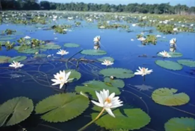 Wetland Delineator : 湿地描绘器