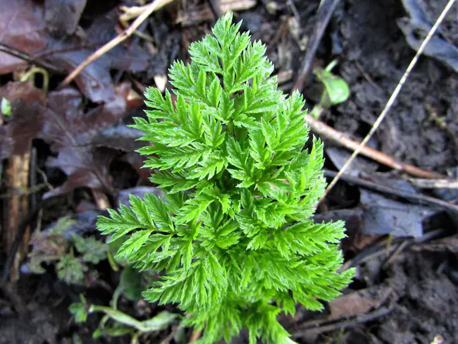 Hemlock Woolly Adelgid : 铁杉羊毛阿德尔吉德