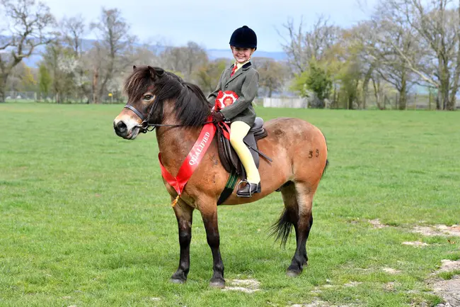 Pony of the Americas Club : 美洲小马俱乐部