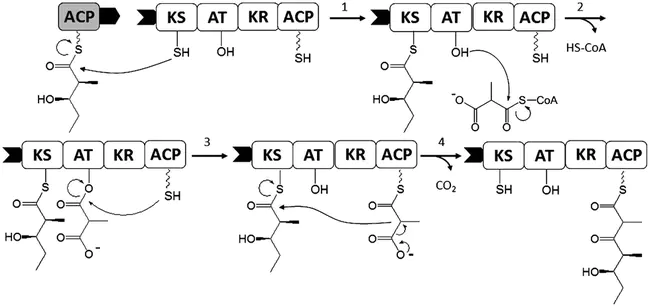 Medium-chain 3-Ketoacyl-CoA Thiolase : 中链3-酮酰辅酶A硫酶