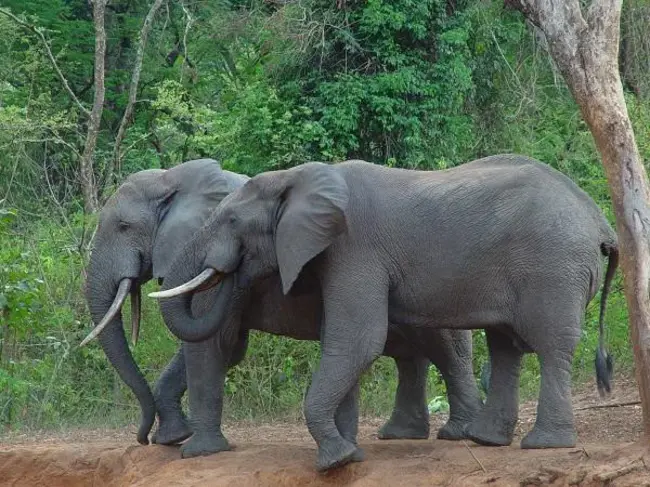 Nigerian Forest Elephant Group : 尼日利亚森林象群