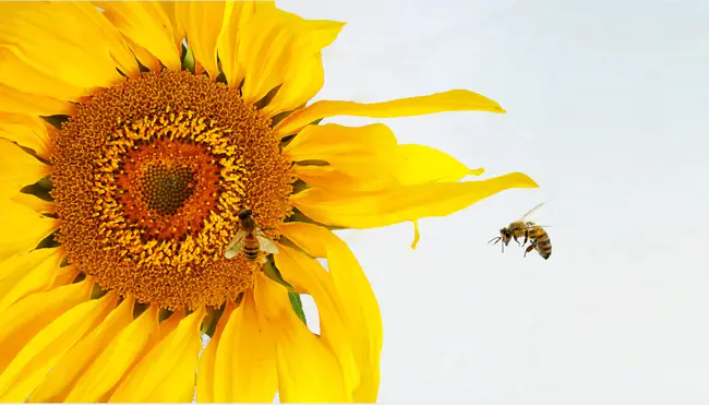 Biodynamic Agriculture Association of Japan : 日本生物动力农业协会