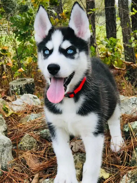 Siberian Husky Club of America : 美国西伯利亚赫斯基俱乐部