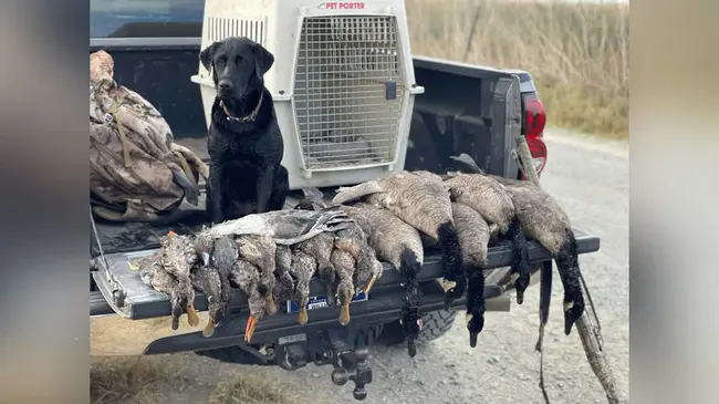 California Waterfowl Association : 加利福尼亚水禽协会