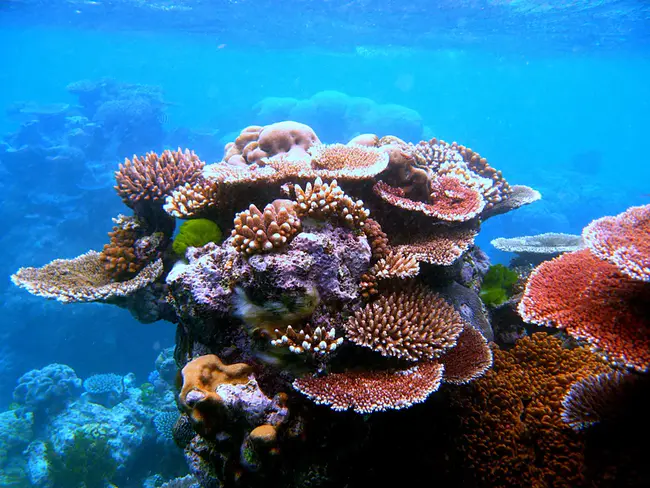 Coral Propagation Program : 珊瑚繁殖计划