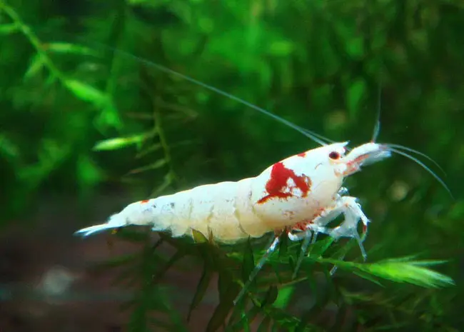 Crystal Red shrimp : 水晶红虾