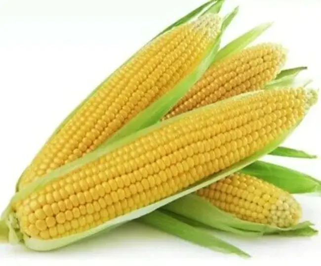 Corn Goldenrod and Wheatfield : 黄花玉米和麦田