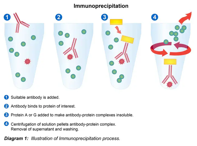 Immunoprecipitation : 免疫沉淀