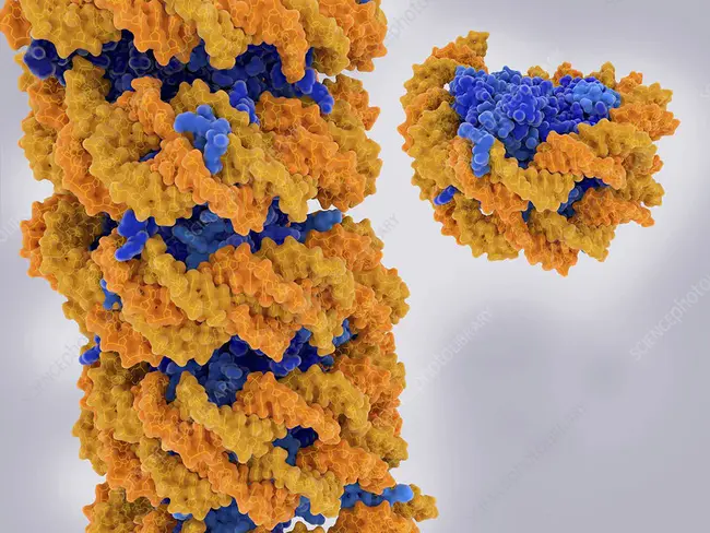 Nucleosome Positioning from Sequencing : 核小体测序定位