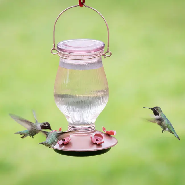 International Bird Census Committee : 国际鸟类普查委员会