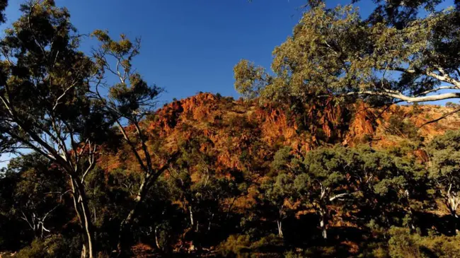 Flinders Ranges Management Review : 弗林德斯靶场管理评审