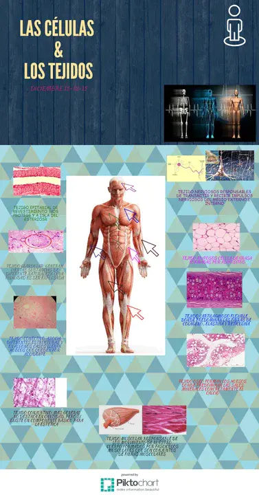 Complete Platysma Muscular Suspension : 完全颈阔肌肌悬液