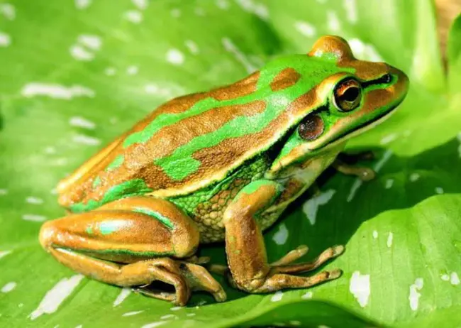 Green Golden Bell Frog : 绿金钟蛙