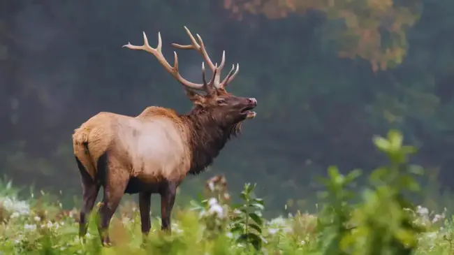 Elk Hunt Zone : 麋鹿狩猎区