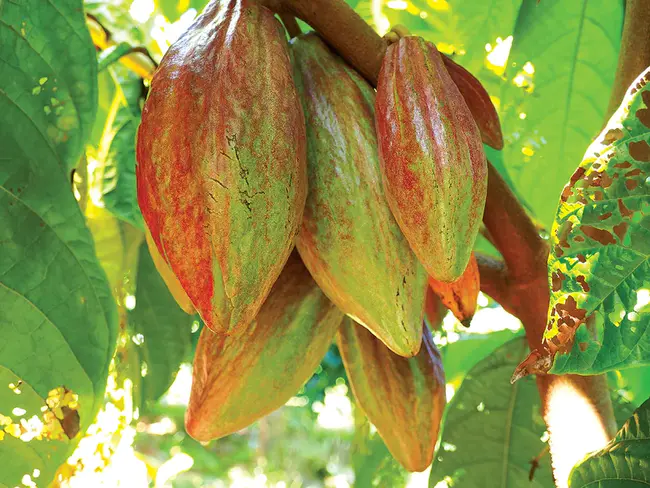 Cacao Pod Borer : 可可荚螟