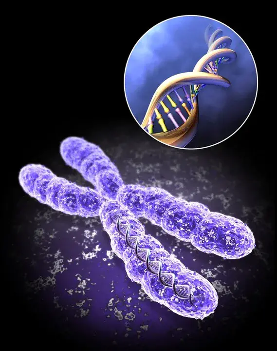 Chromosome Dimer Resolution : 染色体二聚体分辨率