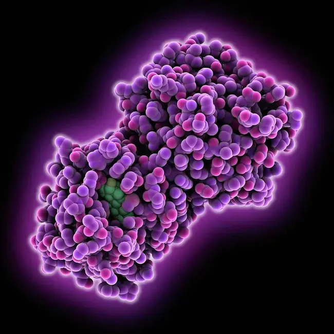 Gc-globulin (4B9) Antibody : GC球蛋白（4B9）抗体