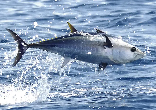 Bluefin Tuna Research Program : 蓝鳍金枪鱼研究计划