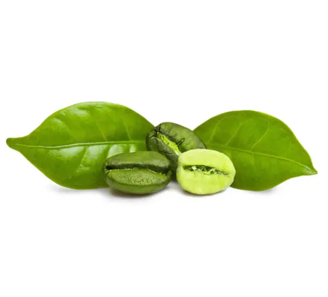 Green Coffee Antioxidant : 绿茶抗氧化剂