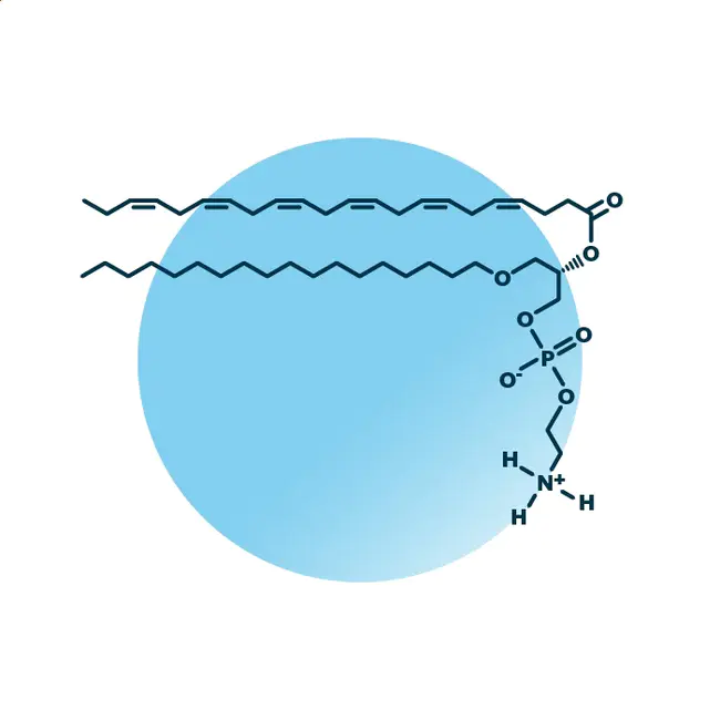 Ether Lipid Biosynthesis : 醚脂生物合成