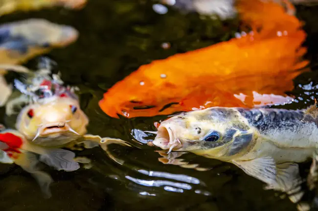 Northeastern Regional Aquaculture Center : 东北地区水产养殖中心