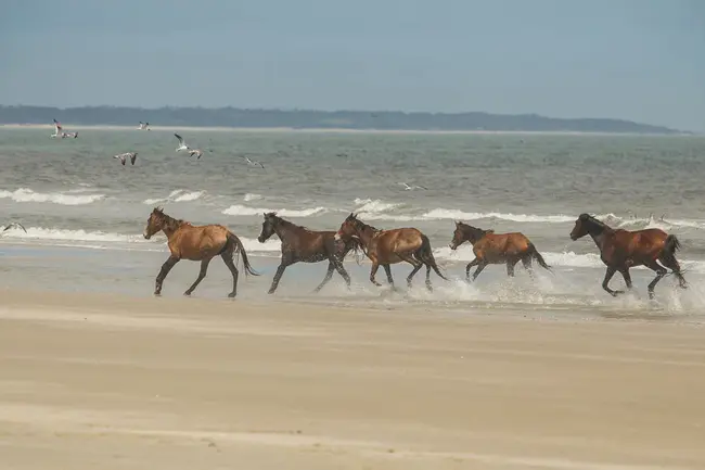 Feral Horse Advisory Committee : 野马咨询委员会