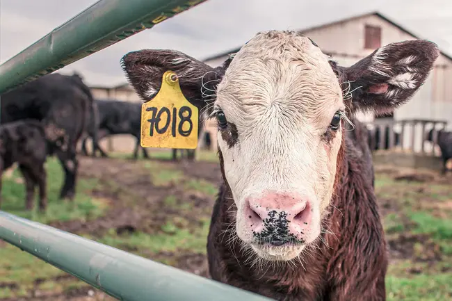 Livestock Risk Protection : 牲畜风险保护