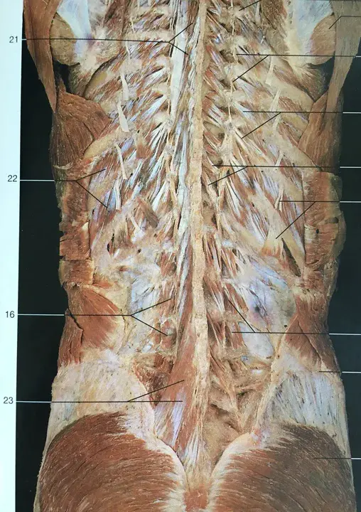 Musculus Quadriceps Femoris : 股四头肌