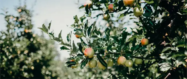 International Fruit Tree Association : 国际果树协会