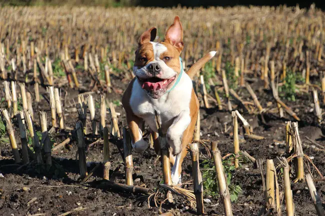 Continental Bulldog Club Deutschland : 德国大陆斗牛犬俱乐部