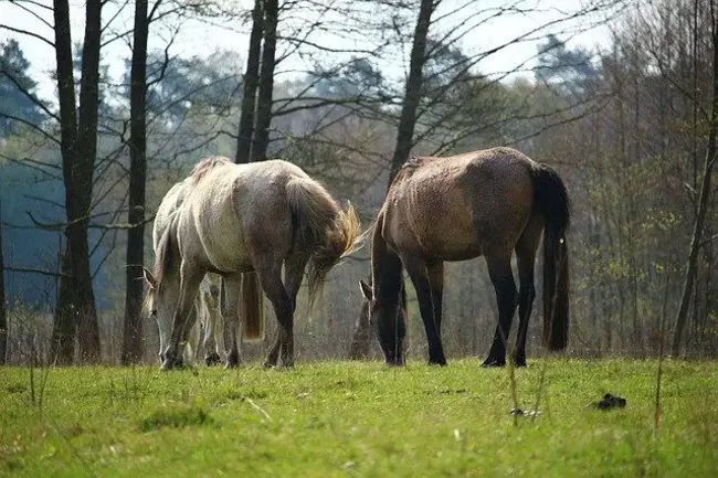 Equine Gastric Ulcer Syndrome : 马胃溃疡综合症