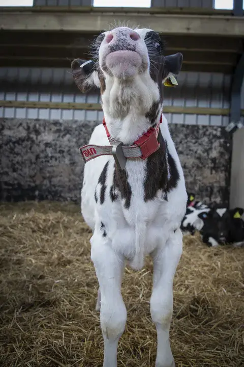 Bovine Respiratory Disease Symposium : 牛呼吸系统疾病研讨会