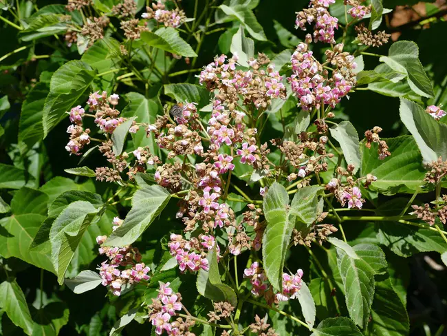 Plants of southern Africa : 南非植物