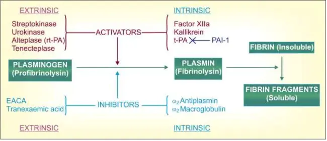 Thrombin-activatable fibrinolysis inhibitor : 凝血酶活性纤维蛋白溶解抑制剂