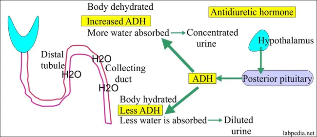 Hormone Health : 激素健康