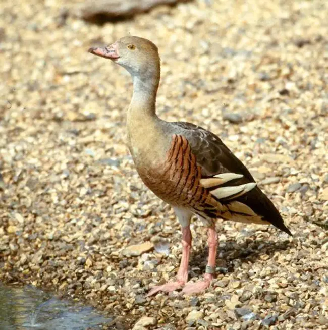 White faced Whistling Duck : 白脸吹口哨的鸭子