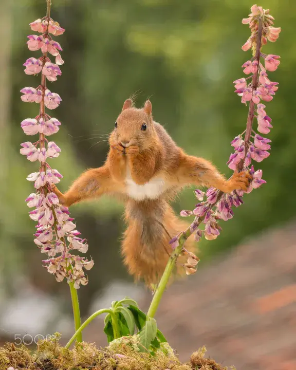 Flying Squirrel Entertainment : 飞鼠娱乐