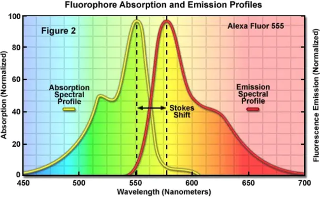 Fluorescence Fluctuation Microscope : 荧光波动显微镜