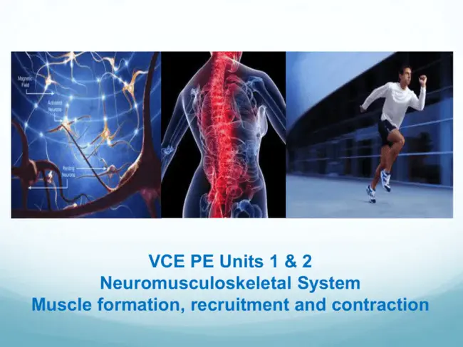 Neuro Muscular Re Education : 神经肌肉再教育