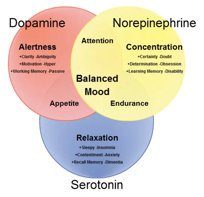 Serotonin Norepinephrine Reuptake Inhibitors : 血清素去甲肾上腺素再摄取抑制剂