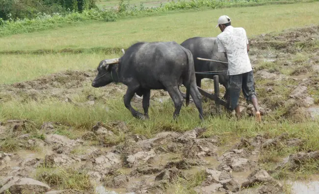 Kisan Vikas Patra : 基桑·维卡斯·帕特拉