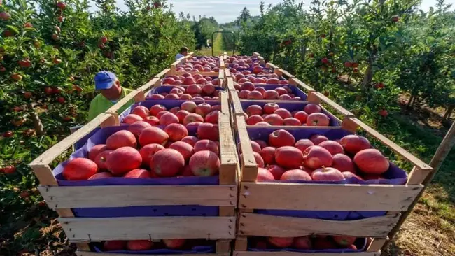 Apple Country Farm Market : 苹果农贸市场