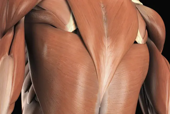 Latissimus Dorsi Muscle Flap : 背阔肌皮瓣