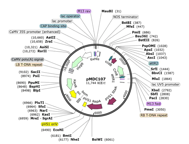 A plasmid Editor : 质粒编辑器