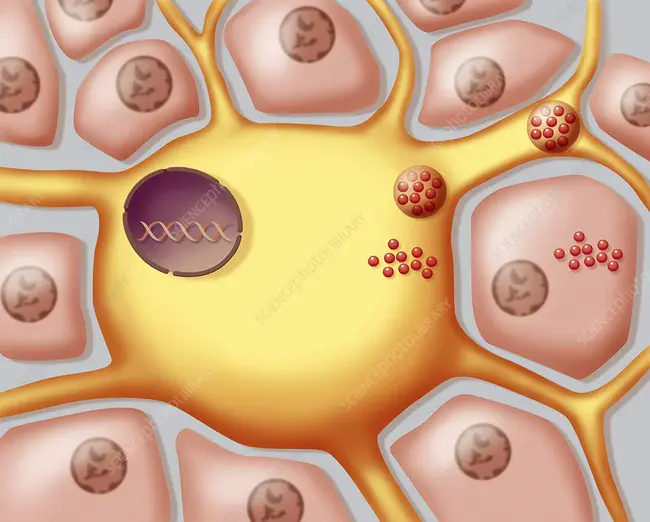 Melanocyte Stimulating Hormones : 黑素细胞刺激激素