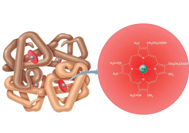 Hemoglobin Based Oxygen Carrier : 血红蛋白氧载体