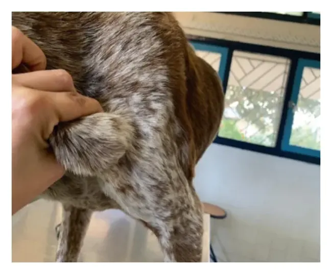 Canine leishmaniasis : 犬利什曼病