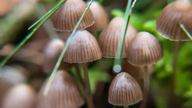 Little Brown Mushrooms : 小蘑菇